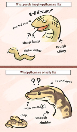 ambiguous_gender brown_eyes comparison fangs feral forked_tongue open_mouth question_mark simple_background smile solo teeth text tongue unknown_artist python reptile scalie snake english_text
