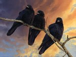 ambiguous_gender beady_eyes beak black_body branch cloud detailed_background feathers feral group looking_at_viewer low-angle_view outside sitting sitting_on_branch sky skyscape sunset trio nambroth american_crow avian bird corvid corvus_(genus) crow oscine passerine 2023 detailed oil_painting_(artwork) painting_(artwork) traditional_painting_(artwork) watermark