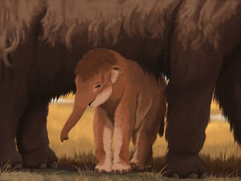 brown_body brown_fur duo feral fur grass plant proboscis_(anatomy) quadruped tan_body tan_fur trunk_(anatomy) young agustindiazart lyuba_(woolly_mammoth) elephantid mammal mammoth prehistoric_species proboscidean woolly_mammoth 2024 4:3 hi_res
