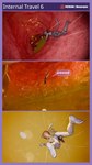 anthro blue_border bodily_fluids border butt comic_panel drooling_tongue extreme_size_difference falling genitals internal male micro nude nude_male oral_vore organs penis size_difference solo stomach stomach_acid throat vore monarquis romy_(monarquis) domestic_cat felid feline felis mammal 3d_(artwork) 9:16 comic digital_media_(artwork) hi_res