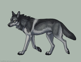 animal_genitalia black_body black_fur black_nose black_tail cheek_tuft facial_tuft feral fur genitals grey_body grey_fur grey_tail looking_at_viewer male male_feral mouth_closed neck_tuft sheath side_view simple_background solo tail text tuft whiskers white_body white_fur white_sheath yellow_eyes heatherwolf canid canine canis mammal wolf url