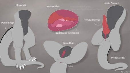 4_toes alternate_view anatomical_diagram anatomy_reference animal_genitalia anthro anus aroused arrow_pointing_to_anus arrow_pointing_to_penis athletic athletic_intersex athletic_maleherm black_body black_genital_slit black_scales claws clitoris close-up closed_slit darker_belly digitigrade dorsal_ridge erection feet genital_reference genital_slit genitals grey_anus grey_body grey_scales internal internal_clitoris intersex knot knotted_penis label logo maleherm muscular muscular_intersex muscular_maleherm penis penis_tip prehensile_tail prostate red_anus red_flesh red_genital_slit red_penis red_vulva reptilian_tail scales solo spread_legs spread_slit spreading tail tail_anus tapering_penis tapering_tail text toes unusual_anatomy unusual_genitalia vaginal_canal vulva white_claws x-ray_view l.gecko european_mythology mythology dawn_(dawnthedragon) draconis_elementa dragon mythological_creature mythological_scalie scalie western_dragon 16:9 4k absurd_res artist_logo artist_name detailed flat_colors hi_res model_sheet signature url widescreen
