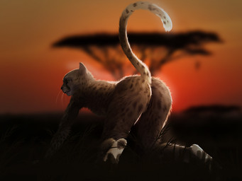 all_fours anthro butt female fur genitals inviting looking_at_viewer looking_back nude outdoor_nudity outside presenting presenting_hindquarters raised_tail solo sunset tail vulva whiskers hattonslayden kota_(hattonslayden) cheetah felid feline mammal 4:3
