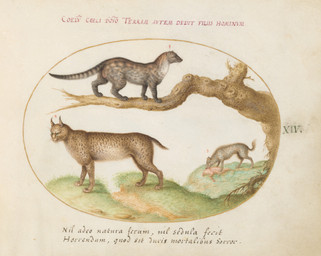 ambiguous_feral ambiguous_gender branch dead_tree detailed_background digitigrade eating female female_feral feral fur genitals grass group hard_vore markings on_branch paws plant quadruped ring_(marking) ringed_tail side_view spots spotted_body spotted_fur striped_markings striped_tail stripes tail tail_markings text tree vore vulva whiskers joris_hoefnagel public_domain canid canine canis civet domestic_dog felid feline hyena lynx mammal viverrid 16th_century absurd_res ancient_art biological_illustration hi_res latin_text painting_(artwork) technical_illustration traditional_media_(artwork) traditional_painting_(artwork) traditional_watercolor_(artwork) translation_request watercolor_(artwork) zoological_illustration