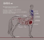 2024 anatomy anatomy_reference centaur english_text equid equid_taur european_mythology greek_mythology grey_background greyscale hi_res humanoid_pointy_ears humanoid_taur internal_organs lucasestellar male mammal mammal_taur model_sheet monochrome mythology signature simple_background smile smiling_at_viewer solo taur text