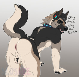 all_fours annoyed anthro anus asking asking_viewer asking_why backsack ball_tuft balls butt claws collar collar_only dialogue ear_piercing genitals interrobang looking_back male nude piercing question raised_tail solo tail talking_to_viewer text tuft slushee. rex_(slushee.) canid canine canis domestic_dog german_shepherd herding_dog mammal pastoral_dog english_text hi_res