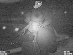 animal_genitalia animal_penis anthro balls belly big_breasts big_penis black_body bone breasts canine_genitalia canine_penis curvy_figure fluffy fluffy_tail fur genitals glowing glowing_eyes gynomorph hair huge_breasts huge_penis intersex knot looking_at_viewer night_vision penis security security_camera sharp_teeth skull skull_head slightly_chubby slightly_chubby_gynomorph slightly_chubby_intersex solo tail teeth voluptuous wet wet_penis wide_hips r1v3r_styx garry's_mod scp_foundation scp-1471-a canid canine canis mammal wolf 3d_(artwork) absurd_res digital_media_(artwork) hi_res