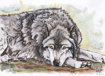 ambiguous_gender black_nose black_pawpads feral fur grey_body grey_fur logo mouth_closed pawpads solo white_body white_fur yellow_eyes kola_(artist) canid canine canis mammal wolf 2015 artist_logo dated signature traditional_media_(artwork)