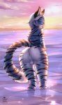 2020 anthro anus apple-faced backsack balls black_stripes blue_body blue_fur butt cloud detailed_background digital_media_(artwork) domestic_cat english_text felid feline felis femboy fur genitals grey_eyes hair hi_res legs_in_water looking_at_viewer looking_back male mammal multicolored_body nude outside partially_submerged rear_view sky solo standing standing_in_water stripes submerged_legs tail text two_tone_tail water white_hair