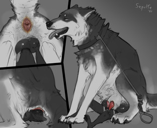 anal anal_penetration anatomically_correct anatomically_correct_anus animal_genitalia animal_penis anthro anthro_on_feral anthro_penetrating anthro_penetrating_feral anus balls bestiality big_balls butt canine_genitalia canine_penis clothed clothing collar duo ears_back erection eyes_closed face_in_ass facesitting fangs feral feral_penetrated flaccid front_view genitals imminent_facesitting intraspecies intraspecies_bestiality knot knotted_penis leash leash_pull leashed_collar lipsticking male male/male male_on_feral male_penetrated male_penetrating male_penetrating_male musk muzzle_in_anus oral panel_overlap partially_clothed penetration penis pivoted_ears puffy_anus rear_view sex sheath side_view simple_background sitting sitting_on_another size_difference snout_fuck tail teeth tongue tongue_out underwear underwear_down sepulte canid canine canis mammal wolf black_and_white comic hi_res monochrome signature