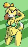 animal_crossing bikini bikini_bottom bikini_top breasts canid canine canis clothing digital_media_(artwork) domestic_dog female fur hi_res isabelle_(animal_crossing) isagoodfriend mammal navel nintendo pixel_(artwork) swimwear tail white_body white_fur wide_hips yellow_body yellow_fur