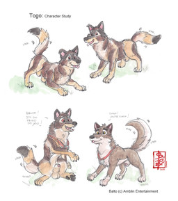 animal_genitalia animal_penis balls canine_genitalia canine_penis erection feral genitals harness knot knot_in_sheath knotted_penis male penis sheath solo text fennec_(artist) balto_(series) universal_studios balto togo_(character) canid canine canis domestic_dog hybrid mammal nordic_sled_dog spitz wolfdog english_text hi_res model_sheet painting_(artwork) watercolor_(artwork)