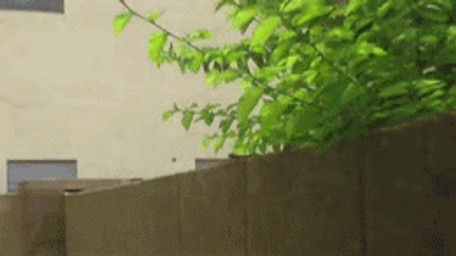 ambiguous_gender exercise feral plant push-up quadruped real solo tail text tree what unknown_artist lizard reptile scalie animated english_text grandfathered_content low_res meme