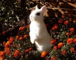 ambiguous_gender black_eyes chrysanthemum dirt feral flower fluffy fur leaf outside pink_nose plant real solo standing white_body white_fur unknown_artist dwarf_hotot lagomorph leporid mammal rabbit