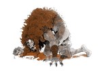 ambiguous_gender anthro arm_armor armlet bent_over bite_mark bodily_fluids braided_hair butt claws digitigrade drooling fist fur fur_growth growth hair kneeling mane mid_transformation nude one_eye_closed open_mouth orange_hair pubes saliva scar sharp_teeth simple_background snout snout_growth solo tail teeth transformation white_background artwins mythology canid canine human mammal mythological_canine mythological_creature werecanid werecanine werecreature werewolf absurd_res hi_res