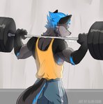 anthro athletic_wear barbell black_ears blue_hair bodily_fluids bottomwear clothed clothing exercise fur gloves_(marking) grey_body grey_fur gym_equipment hair looking_away male markings muscle_shirt shirt shorts solo standing sweat sweatdrop tank_top topwear weightlifting weights workout alibi-cami nimbus_(wcnimbus) canid canine canis fox hybrid mammal wolf absurd_res hi_res