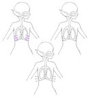 ambiguous_gender anatomy breathing diagram ear_fins female fin gills humanoid_pointy_ears lung organs solo split_form madiblitz macross kaname_buccaneer humanoid marine merfolk hi_res model_sheet