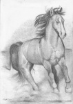 ambiguous_gender black_markings blaze_(marking) facial_markings feral galloping hair head_markings hooves leg_markings markings quadruped simple_background socks_(marking) solo white_background white_markings foxia equid equine horse mammal 2013 full-length_portrait graphite_(artwork) greyscale monochrome portrait three-quarter_portrait traditional_media_(artwork)