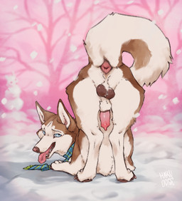 animal_genitalia animal_penis anus ass_up balls blue_eyes brown_body brown_fur butt canine_genitalia canine_penis digitigrade erection fangs feral fur genitals lipsticking male penis presenting presenting_anus presenting_hindquarters quadruped raised_tail scarf sheath snout snow solo tail teeth tongue tongue_out hakudoge canid canine canis domestic_dog husky mammal nordic_sled_dog spitz 2025 hi_res