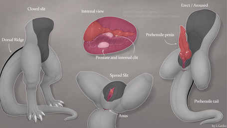 4_toes alternate_view anatomical_diagram anatomy_reference animal_genitalia anthro anus aroused arrow_pointing_to_anus arrow_pointing_to_penis athletic athletic_intersex athletic_maleherm black_body black_genital_slit black_scales claws clitoris close-up closed_slit darker_belly digitigrade dorsal_ridge erection feet genital_reference genital_slit genitals grey_anus grey_body grey_scales internal internal_clitoris intersex knot knotted_penis label logo maleherm muscular muscular_intersex muscular_maleherm penis penis_tip prehensile_tail prostate red_anus red_flesh red_genital_slit red_penis red_vulva reptilian_tail scales solo spread_legs spread_slit spreading tail tail_anus tapering_penis tapering_tail text toes unusual_anatomy unusual_genitalia vaginal_canal vulva white_claws x-ray_view l.gecko european_mythology mythology dawn_(dawnthedragon) draconis_elementa dragon mythological_creature mythological_scalie scalie western_dragon 16:9 4k absurd_res artist_logo artist_name detailed hi_res model_sheet signature url widescreen