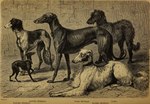 1876 19th_century absurd_res ancient_art animal_genitalia borzoi canid canine canis claws collar domestic_dog feral floppy_ears fur genitals german_text greyhound group hi_res hunting_dog italian_greyhound leopold_fitzinger male mammal monochrome paws public_domain quadruped saluki sheath sighthound size_difference tail text traditional_media_(artwork) translated
