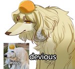 daww female feral food fruit fur humor kemono orange_(fruit) plant solo text uncomfortable yellow_body yellow_fur nonoka917 real_world whisper_(app) canid canine canis domestic_dog mammal