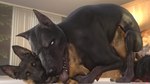 16:9 3d_(artwork) 4k absurd_res anal anal_penetration animal_genitalia animal_penis blue_eyes canid canine canine_genitalia canine_penis canis digital_media_(artwork) dobermann domestic_dog dominant feral feral_on_feral foursome genitals german_shepherd great_dane group group_sex herding_dog hi_res male male/male mammal mastiff molosser obsceneeighteensfm pastoral_dog penetration penis pinned pinscher rottweiler sex teeth tongue tongue_out widescreen