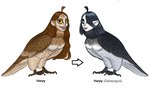 3_toes black_body black_claws black_eyebrows black_feathers black_hair black_tail breasts brown_body brown_claws brown_feathers brown_hair brown_lips brown_tail brown_wings claws closed_frown directional_arrow evolution eyebrows eyelashes feathered_wings feathers feet female female_feral feral folded_wings frown grey_lips hair hair_over_eye light lips long_hair looking_at_viewer medium_breasts mouth_closed multicolored_body multicolored_feathers non-mammal_breasts pink_mouth sharp_teeth smile smiling_at_viewer solo tail tail_feathers talons teeth text thick_bottom_lip toe_claws toes white_body white_feathers white_skin wings yellow_eyes bingoblin european_mythology greek_mythology mythology avian harpy mythological_avian mythological_creature 2024 colored digital_drawing_(artwork) digital_media_(artwork) english_description english_text hi_res lighting shaded