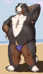 anthro armpit_hair belly big_belly black_body body_hair brown_body bulge clothing kemono male moobs nipples outside solo swimwear white_body inotetu canid canine canis domestic_dog mammal 2023 hi_res