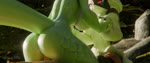 anal anal_penetration anthro anthro_penetrated anus balls big_breasts big_butt bodily_fluids bouncing_breasts breasts butt cowgirl_position cum cum_drip cum_in_pussy cum_inside dripping ejaculation female female_anthro female_on_human forest forest_background from_front_position genital_fluids genitals group group_sex hand_holding hand_on_butt human_on_anthro human_penetrating human_penetrating_anthro humanoid_genitalia humanoid_penis interspecies male male/female male_human male_on_anthro medium_breasts nature nature_background nipples on_bottom on_top penetration penile penile_penetration penis penis_in_pussy pivoted_ears plant pokemorph pokephilia pussy red_eyes sex spread_legs spreading tail thick_thighs threesome tree trio vaginal vaginal_penetration frankynsfw gemini_starsign_(va) misuzugon_(va) seriuswolf_(modeler) nintendo pokemon felid generation_5_pokemon generation_9_pokemon human hybrid mammal meowscarada pokemon_(species) serperior 3d_(artwork) 3d_animation animated digital_media_(artwork) hi_res huge_filesize long_playtime sound webm