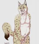 anthro balls belly erection foreskin fur genitals hand_on_belly humanoid_genitalia humanoid_penis male overweight overweight_anthro overweight_male penis small_penis solo mintyderg felid feline lynx mammal hi_res