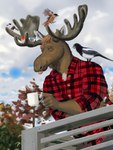 anthro clothing coffee_mug eyes_closed facial_piercing flannel_shirt group male nose_piercing piercing plant shirt sky smiles solo_focus topwear tree shoes_(artist) miicoa ambient_bird avian bird deer mammal moose new_world_deer absurd_res hi_res