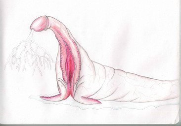 big_clitoris bodily_fluids clitoris feral fin genital_fluids genitals glans herm humanoid_genitalia humanoid_penis intersex legless penis solo tail vaginal_fluids vaginal_fluids_puddle vein veiny_penis veiny_vulva what_has_magic_done where_is_your_god_now white_body white_skin ebrithilbowser mammal marine penis_creature pinniped ribbon_worm vulva_creature walrus worm absurd_res hi_res