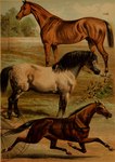 animal_genitalia feral genitals group hooves male mane plant quadruped sheath tail tree trio hugh_craig public_domain clydesdale draft_horse equid equine horse mammal 1897 19th_century absurd_res ancient_art hi_res traditional_media_(artwork)