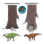 ambiguous_gender anatomy anatomy_reference beak duo educational feet feral foot_focus green_body green_scales hoof_fetish hooves horn markings nail nails open_mouth pseudohoof scales simple_background striped_markings stripes text white_background tm9380 dinosaur hadrosaurid ornithischian ornithopod parasaurolophus prehistoric_species reptile saurolophus scalie biological_illustration english_text technical_illustration zoological_illustration