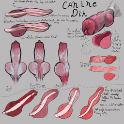 anatomically_correct anatomically_correct_genitalia anatomically_correct_penis anatomy_reference animal_genitalia animal_penis baculum bone canine_genitalia canine_penis close-up description detailed_penis disembodied_penis educational feral fur genitals gradient_penis knot knot_root knotted_penis male penis reference_guide simple_background solo text urethra white_body white_fur x-ray_view el_kyze canid canine mammal 1:1 english_text hi_res translation_request
