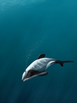 black_markings bubble feral grey_body grey_skin markings solo underwater water white_body white_skin indeepblue aquatic cetacean dolphin hector's_dolphin mammal maui_dolphin oceanic_dolphin toothed_whale 2012 hi_res