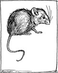 1900 19th_century ambiguous_gender ancient_art arthur_rackham black_and_white black_line_art dated feet feral full-length_portrait fur mammal monochrome mouse murid murine portrait rodent side_view signature simple_background snout solo the_cat_and_mouse_in_partnership toes whiskers white_background