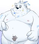 anthro belly blue_eyes blush disembodied_hand fur male moobs navel navel_fetish navel_poke nipples nude overweight overweight_male solo white_body white_fur aumy_wani lifewonders live_a_hero yohack canid canine canis domestic_dog mammal