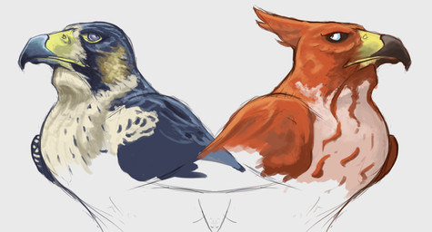 ambiguous_gender beak beak_closed black_beak blue_beak blue_body blue_eyes blue_feathers blue_wings duo eye_contact feather_tuft feathers feral folded_wings front_view grey_background grey_body grey_feathers head_tuft looking_at_another mouth_closed orange_body orange_feathers orange_wings pink_body pink_feathers simple_background tuft white_sclera wings yellow_beak deriaz nintendo pokemon avian bird falcon falconid generation_6_pokemon peregrine_falcon pokemon_(species) talonflame 2013 portrait