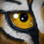 ambiguous_form ambiguous_gender black_body black_fur close-up fur glistening glistening_eyes looking_at_viewer orange_body orange_eyes orange_fur solo white_body white_fur skyelegs felid mammal pantherine tiger 1:1