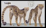 animal_genitalia anus balls black_anus blue_eyes blue_sclera feral fluffy genitals glowing glowing_eyes looking_back looking_down macro male raised_tail sheath solo tail tail_anus epeon fun8s tahjin cheetah felid feline mammal absurd_res digital_media_(artwork) hi_res model_sheet