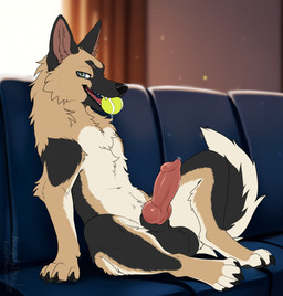 animal_genitalia animal_penis ball balls canine_genitalia canine_penis drools erection feral furniture genitals knot knotted_penis looking_at_viewer lying male penis sheath sofa solo tennis_ball tongue tongue_out toy naughtystray canid canine canis domestic_dog german_shepherd herding_dog mammal pastoral_dog absurd_res digital_media_(artwork) hi_res