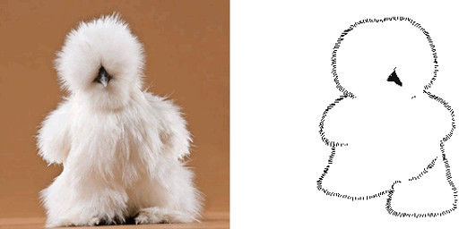 ambiguous_gender beak black_beak comparison feral fluffy monotone_body photo real simple_background solo toony walking white_background white_body keke_(artist) avian bird chicken galliform phasianid silkie_chicken 7:3 animated frame_by_frame full-length_portrait portrait
