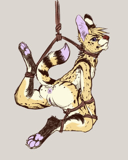andromorph anthro anus arms_tied bdsm bondage bound butt flat_chested genitals intersex legs_tied pawpads paws restraints rope rope_bondage rope_harness solo spread_legs spreading vulva oneeyedcat felid feline mammal serval hi_res