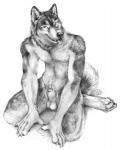 animal_genitalia animal_penis anthro balls biped canine_genitalia canine_penis claws feet genitals half-erect hindpaw kneeling looking_at_viewer male nude paws penis penis_tip sheath simple_background solo tail toe_claws tongue tongue_out white_background blotch canid canine canis domestic_dog husky mammal nordic_sled_dog spitz 2012 hi_res monochrome traditional_media_(artwork)