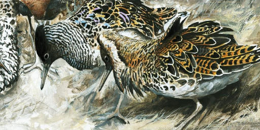beak black_eyes black_markings feathers feral flock grey_beak group markings multicolored_body multicolored_feathers tan_body tan_feathers white_body white_feathers renum63 ruff_(bird) 2014 acrylic_painting_(artwork) painting_(artwork) traditional_media_(artwork) traditional_painting_(artwork)