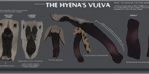 anatomically_correct anatomically_correct_genitalia anatomically_correct_vulva animal_genitalia animal_penis animal_vulva close-up description disembodied_penis disembodied_vulva female feral genital_shot genitals hyaenid_penis hyaenid_pussy imperial_unit information information_label male measurements metric_unit penis pseudo-penis pseudo-scrotum reference_guide retracted_pseudo-penis species_sheet teats text vulva strana_(artist) hyena mammal spotted_hyena striped_hyena absurd_res english_text hi_res