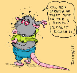 anthro biped bottomwear clothed clothing clothing_lift dialogue fur grey_body grey_fur group male pink_nose shirt shirt_lift shorts slightly_chubby standing text topwear ixentrick arthropod flea insect mammal murid murine rat rodent 2026 english_text hi_res