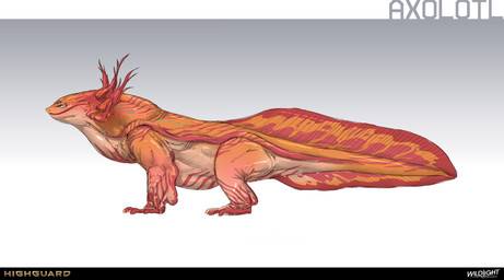 3_toes ambiguous_feral ambiguous_gender blue_eyes blue_markings closed_frown company_name content_smile eyebrows feet feral fin frown gradient_background grey_background light long_tail markings mouth_closed multicolored_body multicolored_skin multicolored_tail nude_ambiguous orange_body orange_skin orange_tail quadruped red_eyebrows red_markings red_tail side_view simple_background solo standing tail tail_fin tail_markings tan_body tan_skin text toes nicholas_patrick_kelana highguard_(game) amphibian aquatic axolotl mole_salamander salamander 2026 absurd_res colored concept_art digital_drawing_(artwork) digital_media_(artwork) english_description english_text hi_res lighting official_art shaded url
